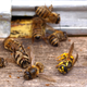 Dead honeybees and a yellowjacket.